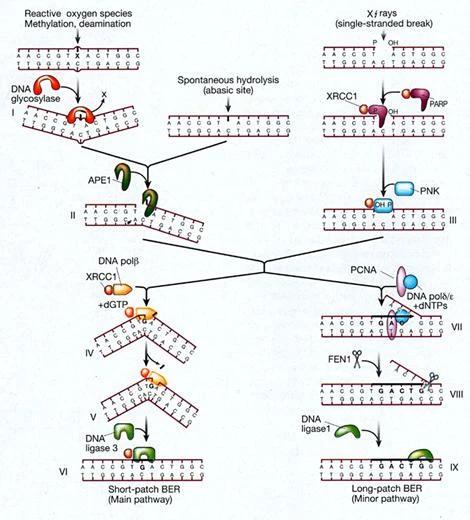 FIG2