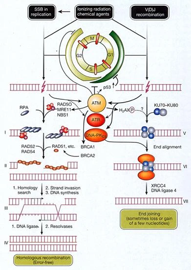 FIG3